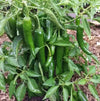 Green Chilli Seeds