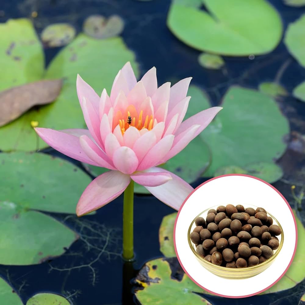 Pack of 10 Fresh Lotus Seeds