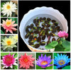 Pack of 10 Fresh Lotus Seeds