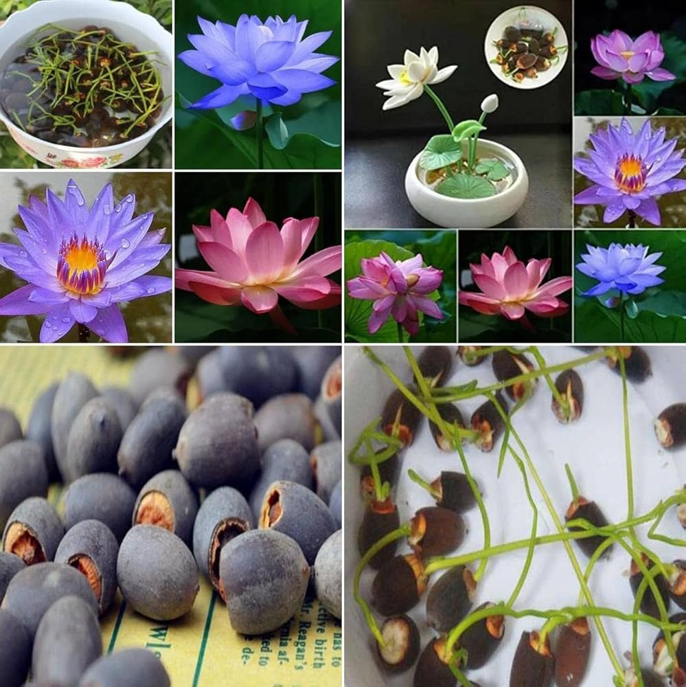 Pack of 10 Fresh Lotus Seeds