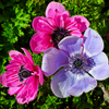 Wind flower Anemone Mix F1 Hybrid Seeds